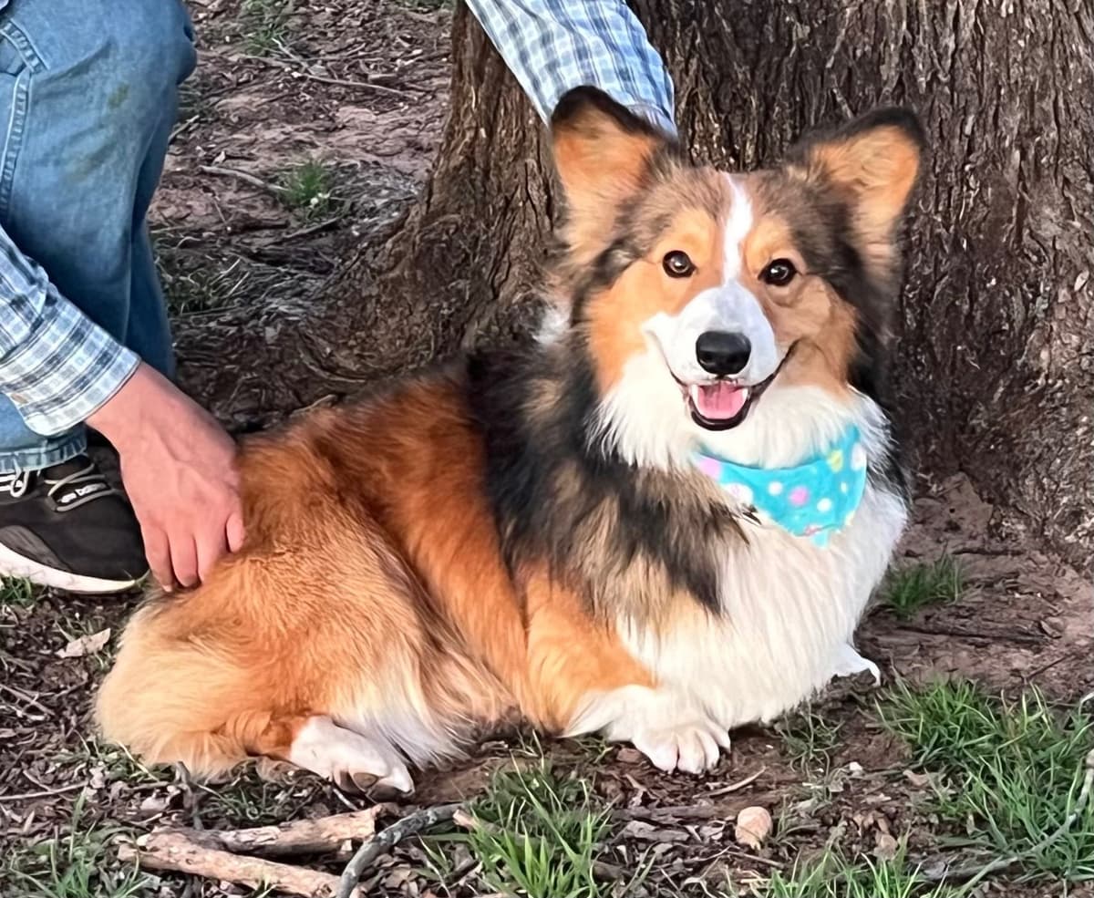 Fluffy, Bluie Carrier, Triple Clear, breeder image 16
