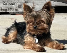 SJ ROYAL YORKIES