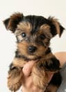 Yorkshire Terrier Puppies