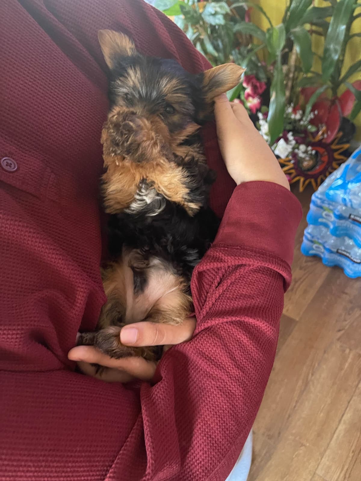 Yorkshire Terrier Puppies breeder image 10