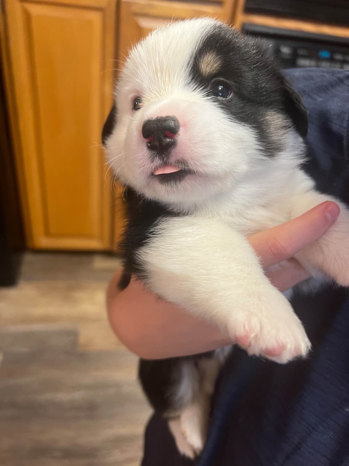 Fluffy Pembroke Welsh Corgi Puppies breeder image 6