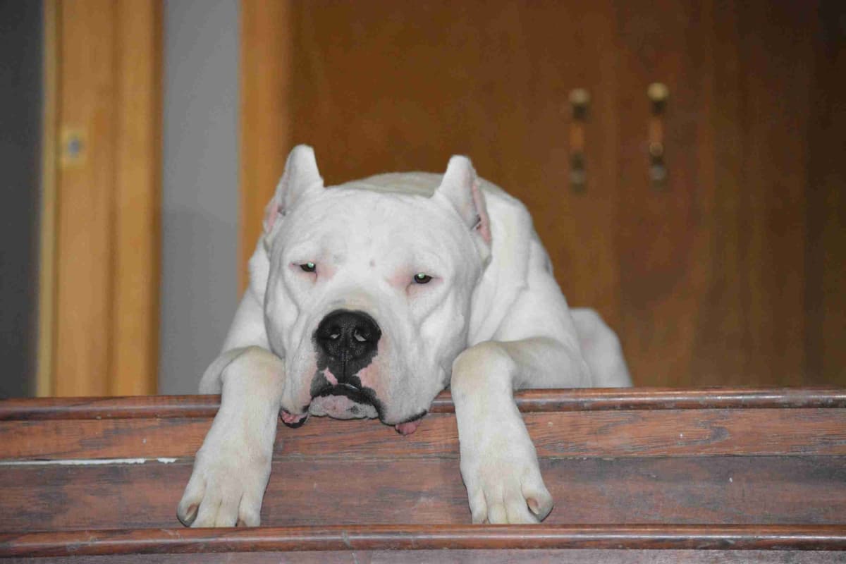 Cane Corso Puppies breeder image 22
