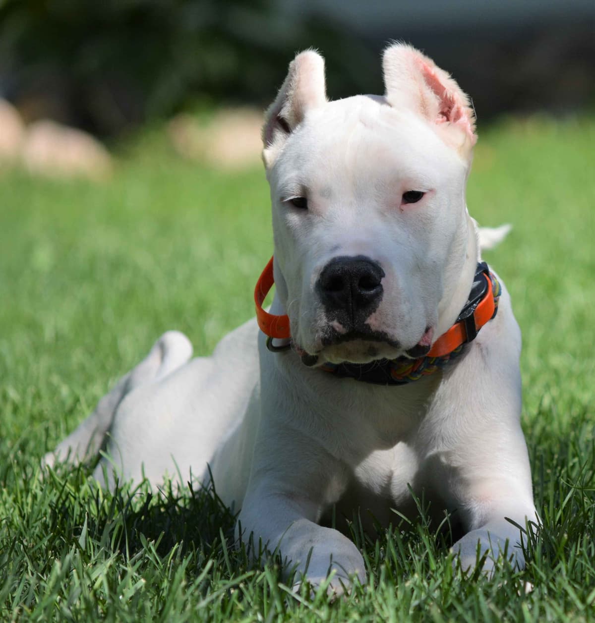 Cane Corso Puppies breeder image 25