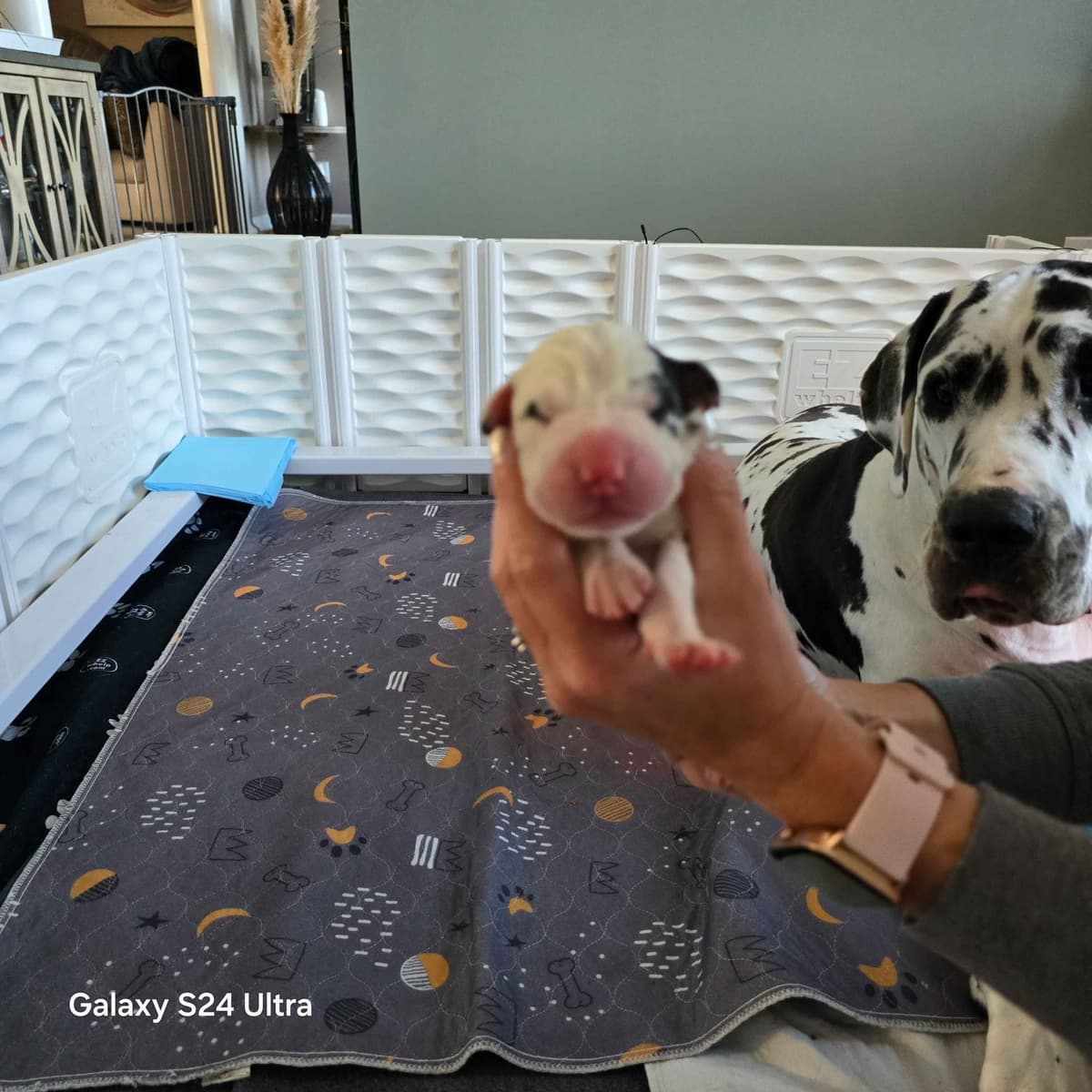 Spots and more Spots-Great Dane Puppies breeder image 12