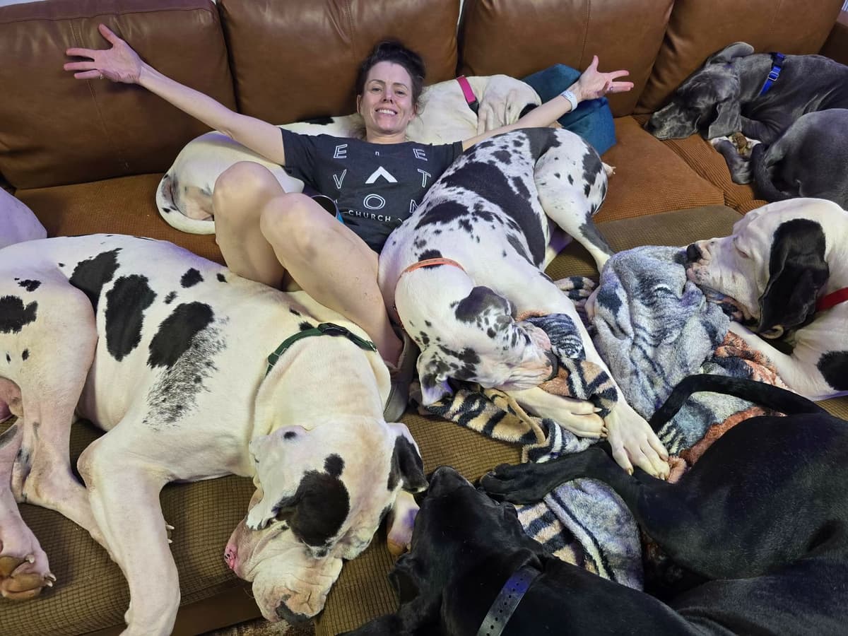 Spots and more Spots-Great Dane Puppies breeder image 20