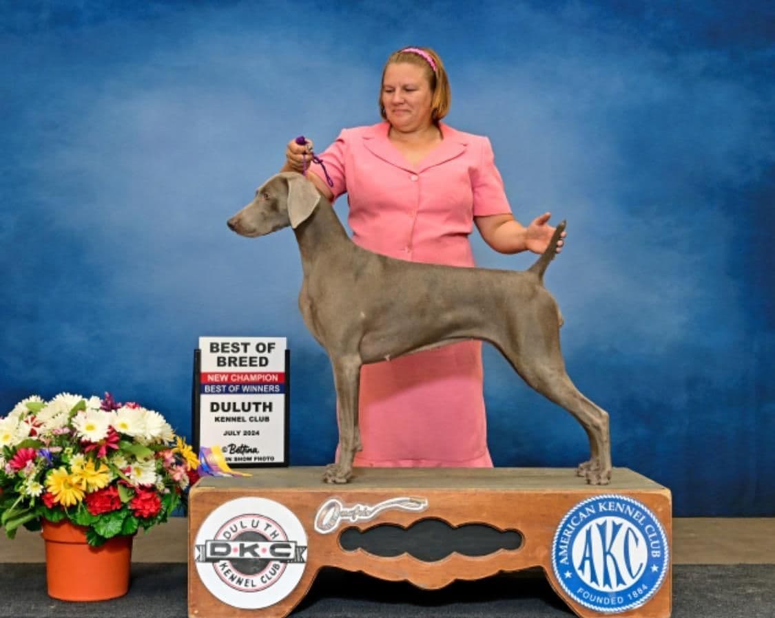 Weimaraner Puppies breeder image 6