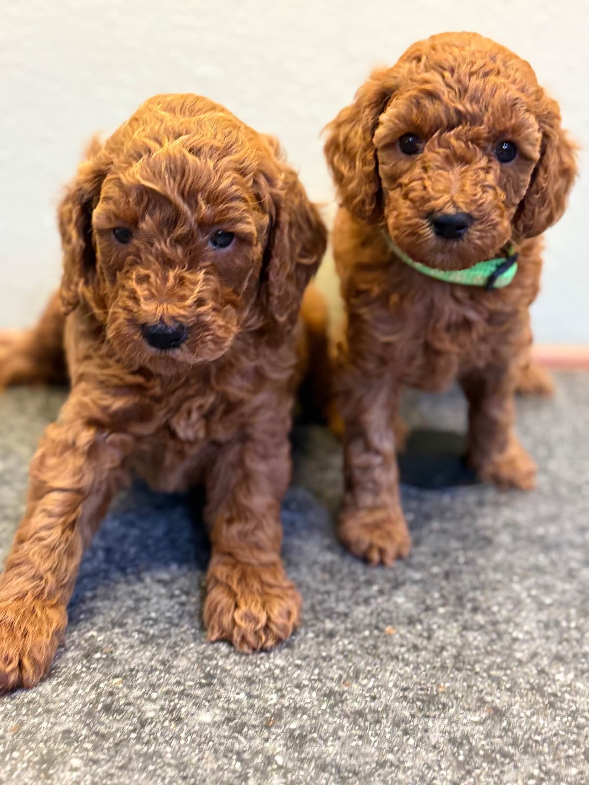 Poodle Puppies breeder image 22