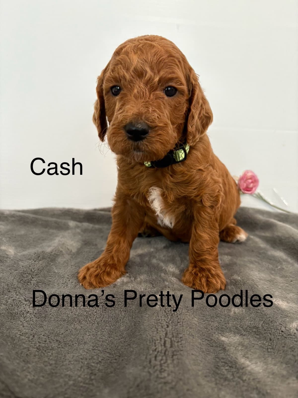 Poodle Puppies breeder image 24
