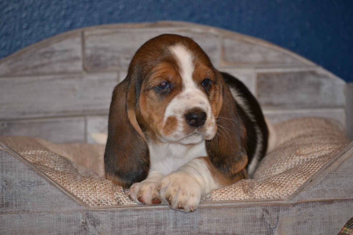 Cavalier King Charles Spaniel Puppies breeder image 6