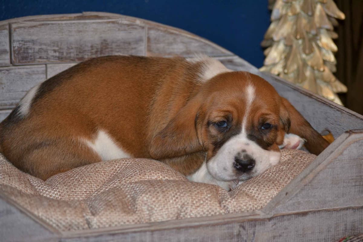 Cavalier King Charles Spaniel Puppies breeder image 7