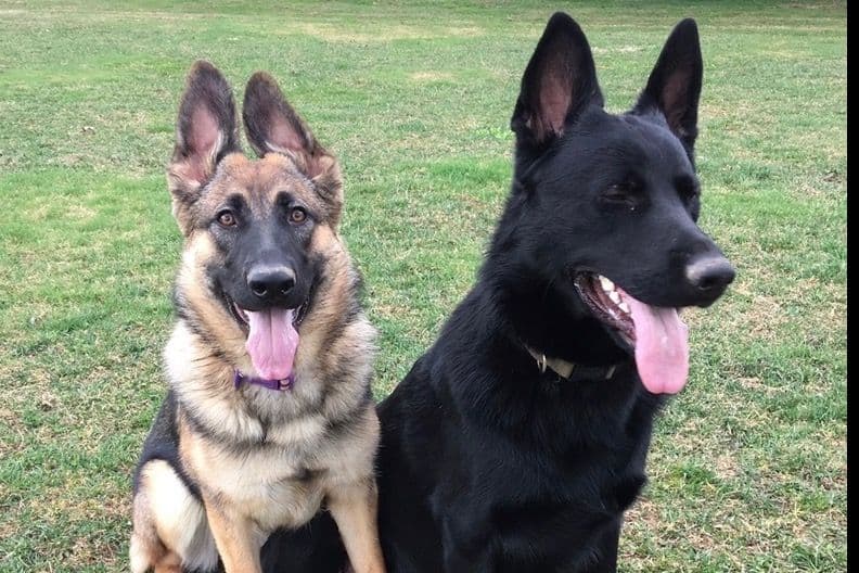 German Shepherd Dog Puppies breeder image 1