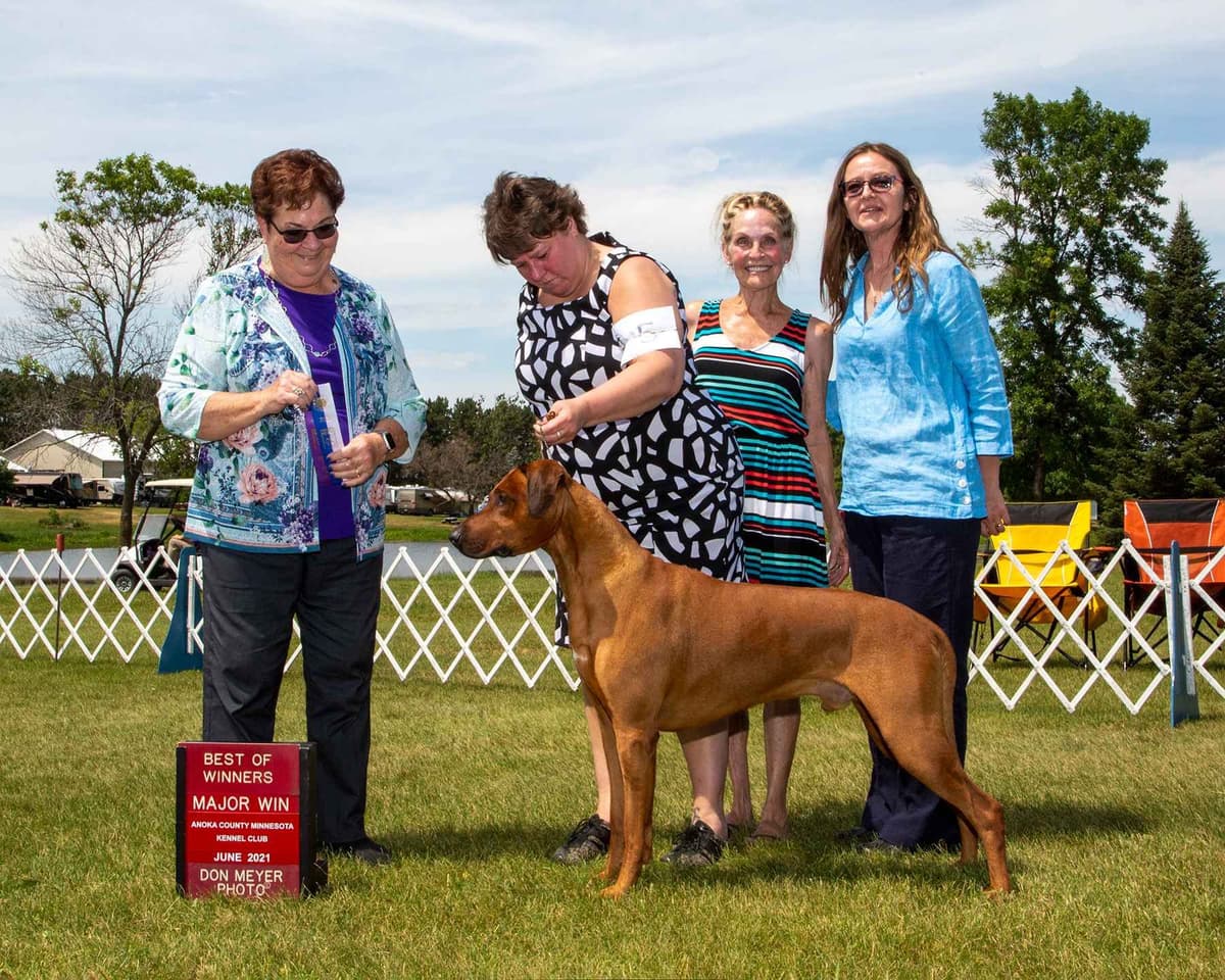 Rhodesian Ridgeback Puppies in the Midwest breeder image 13