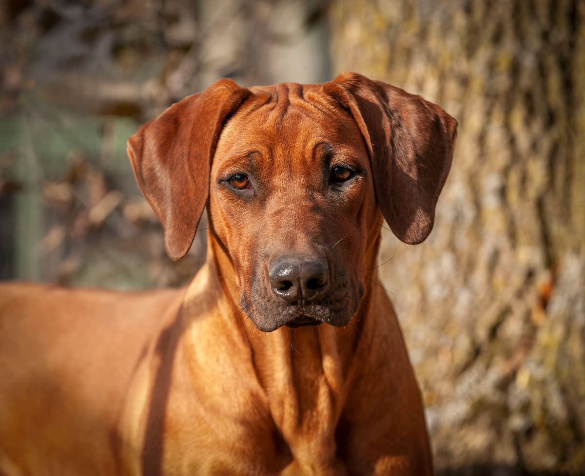 Rhodesian Ridgeback Puppies in the Midwest breeder image 20