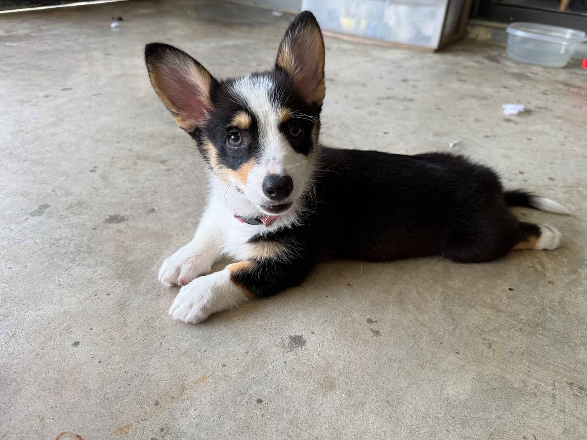 Pembroke Welsh Corgi Puppies breeder image 14
