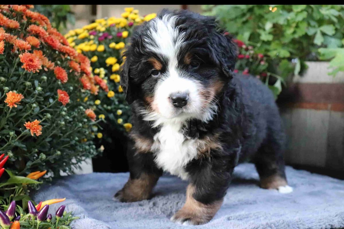 Bernese Mountain Dog Puppies breeder image 17