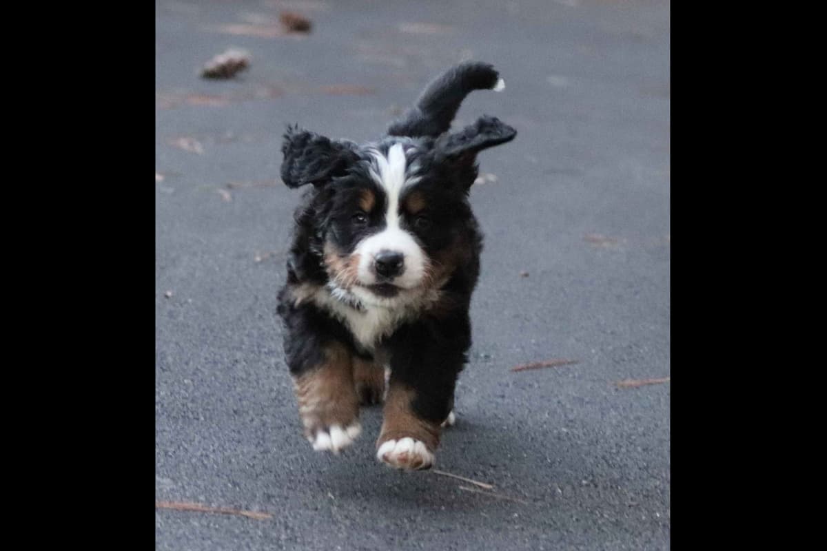 Bernese Mountain Dog Puppies breeder image 18