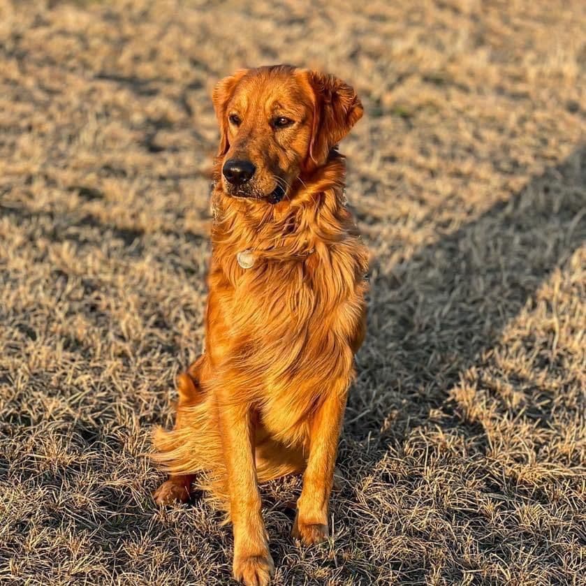 Golden Retriever Puppies breeder image 4