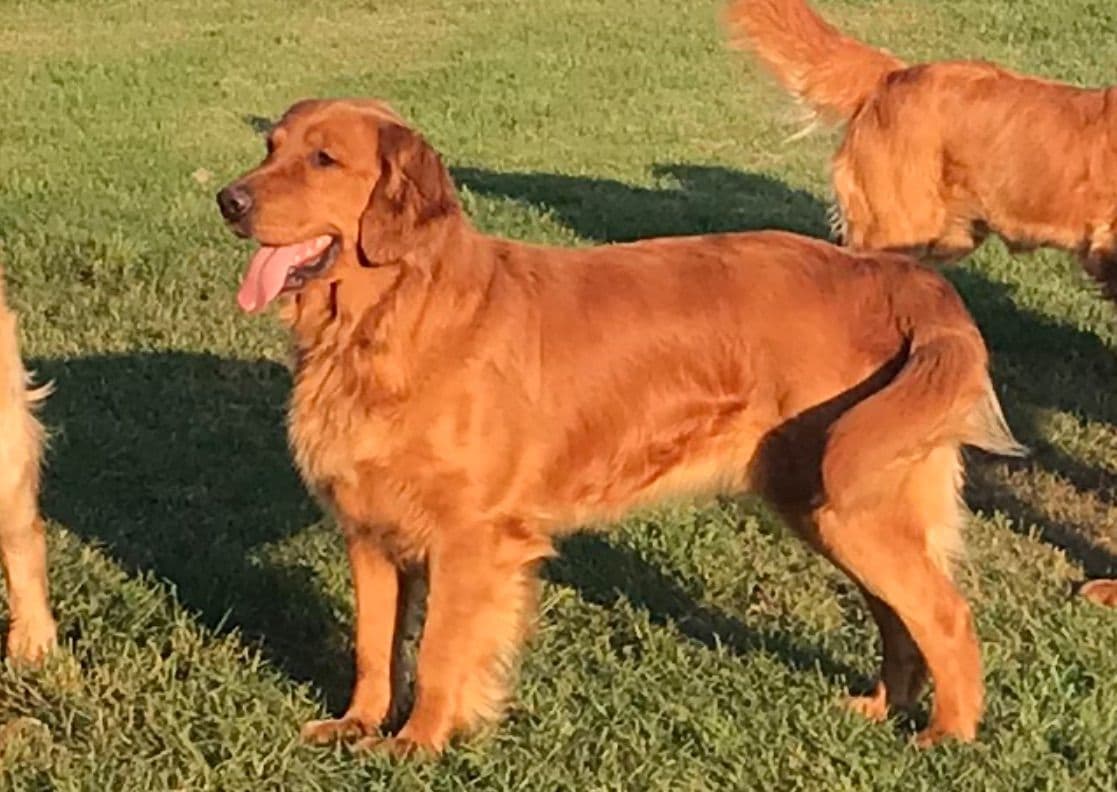 Golden Retriever Puppies breeder image 4