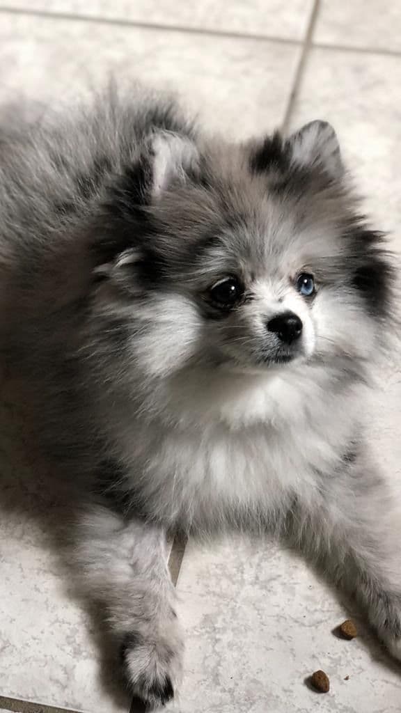 *** Stunning Pomeranian Puppies *** breeder image 4