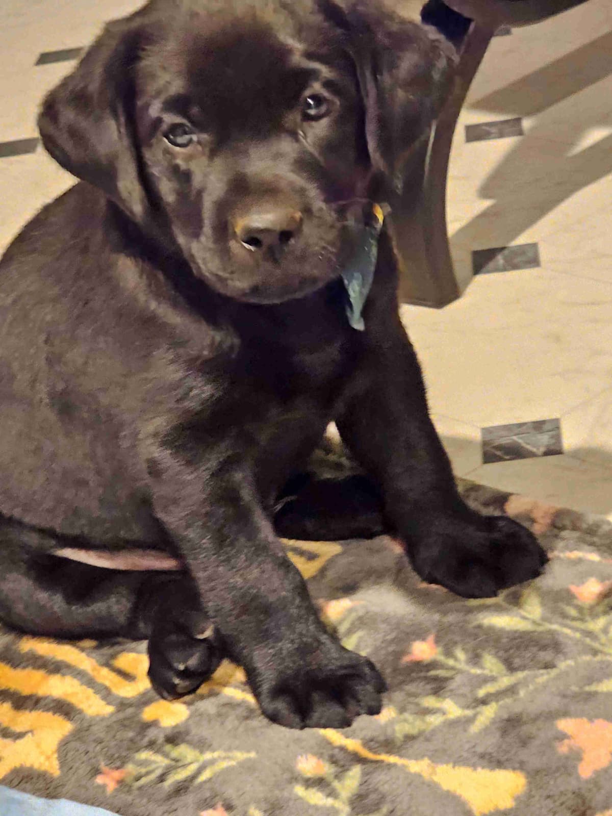 Labrador Retriever Puppies breeder image 8