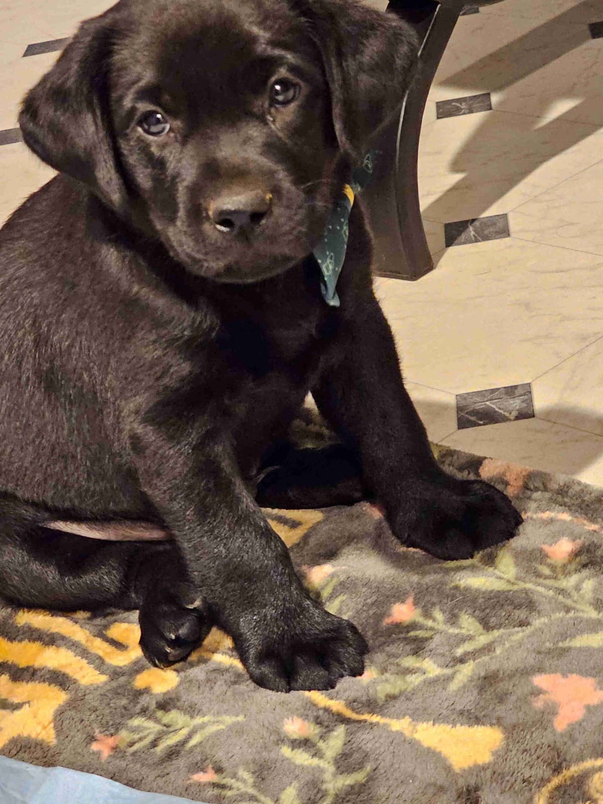 Labrador Retriever Puppies breeder image 9