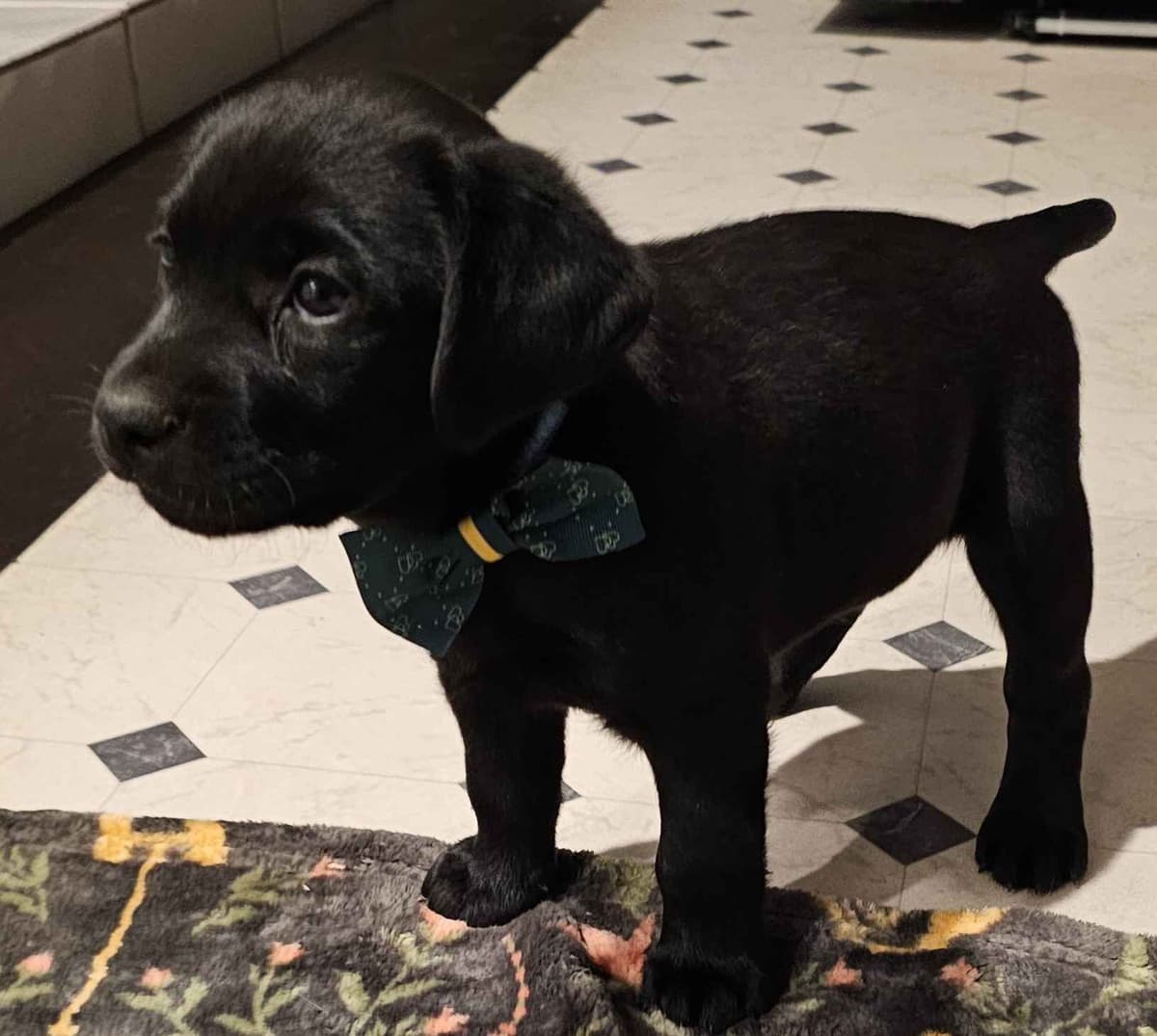 Labrador Retriever Puppies breeder image 6
