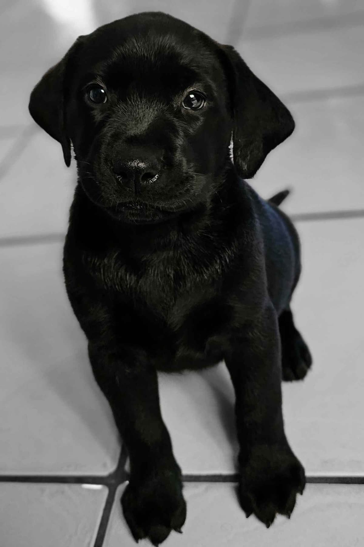 Labrador Retriever Puppies breeder image 28