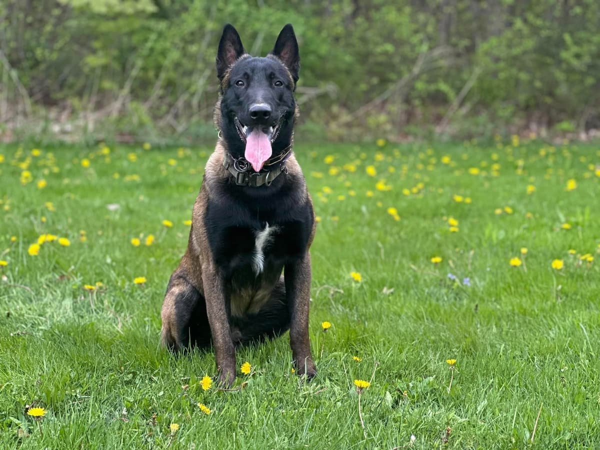 Belgian Malinois Puppies breeder image 9