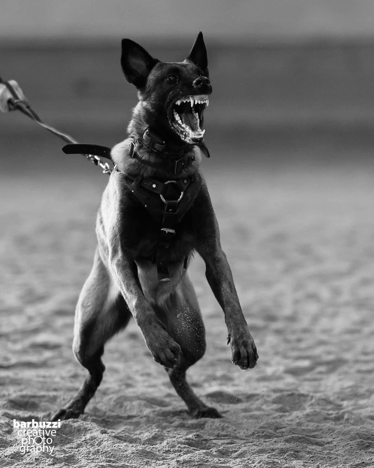 Belgian Malinois Puppies breeder image 24