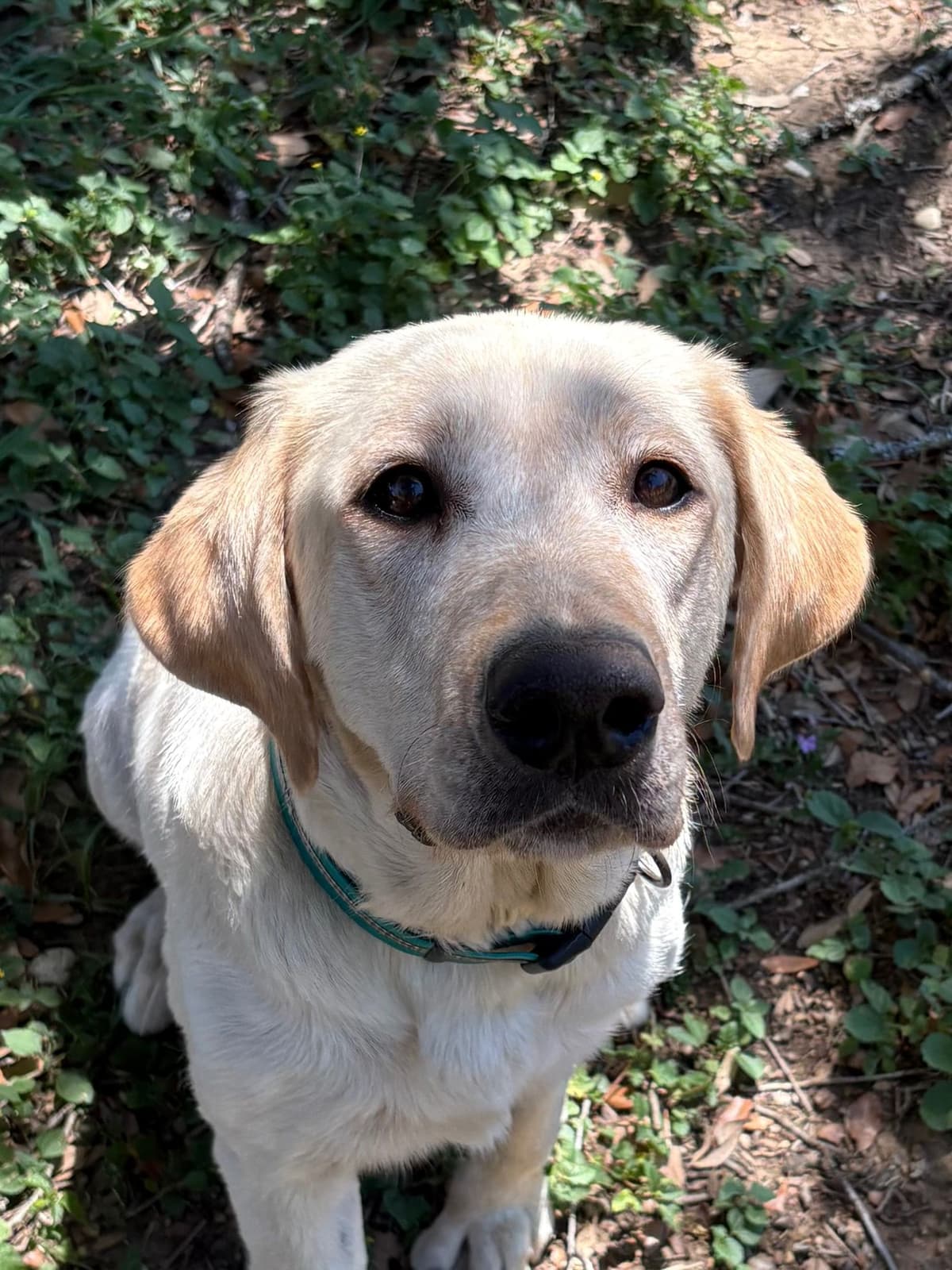Labrador Retriever Puppies breeder image 5