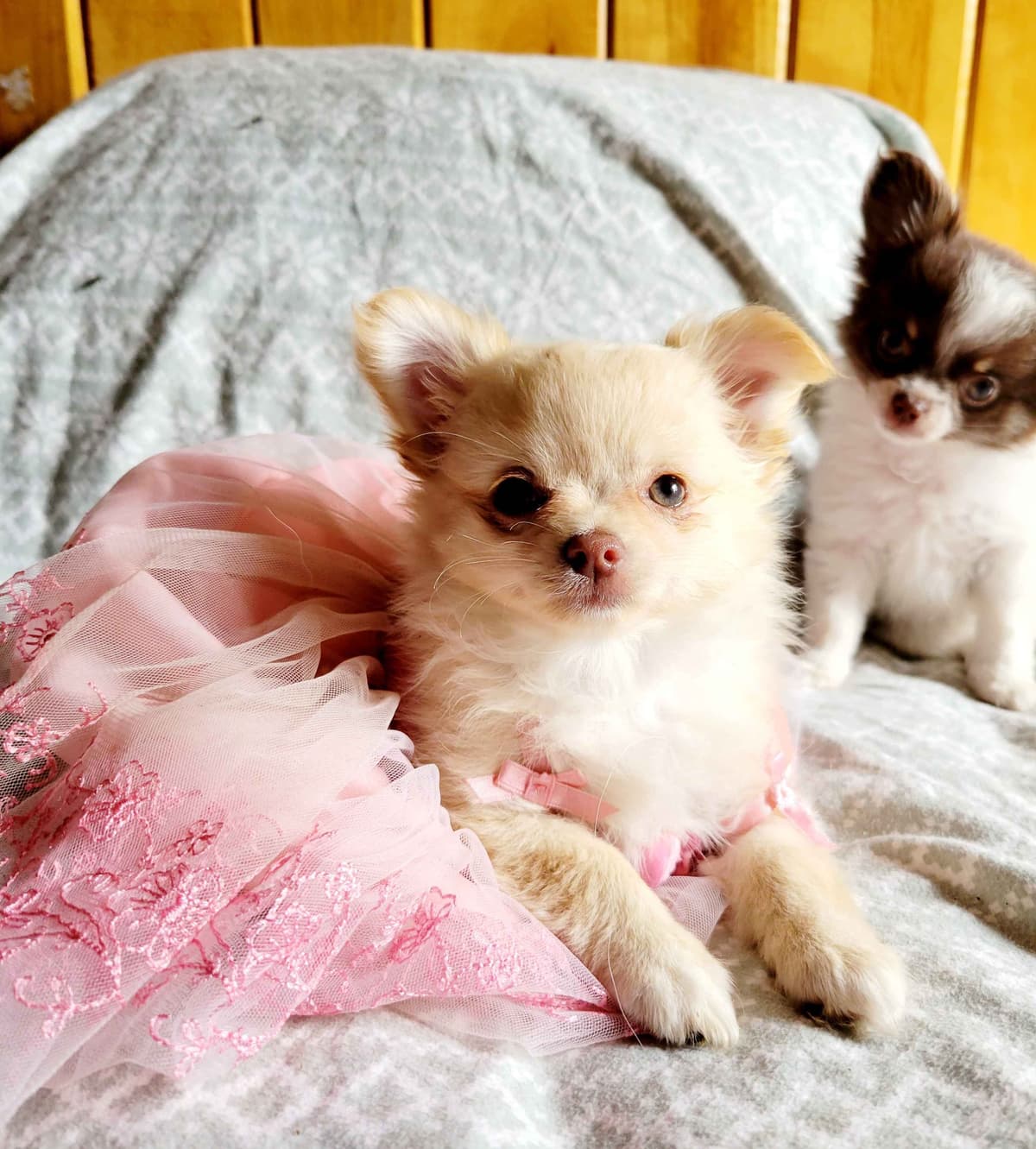 Chihuahua male breeder image 1