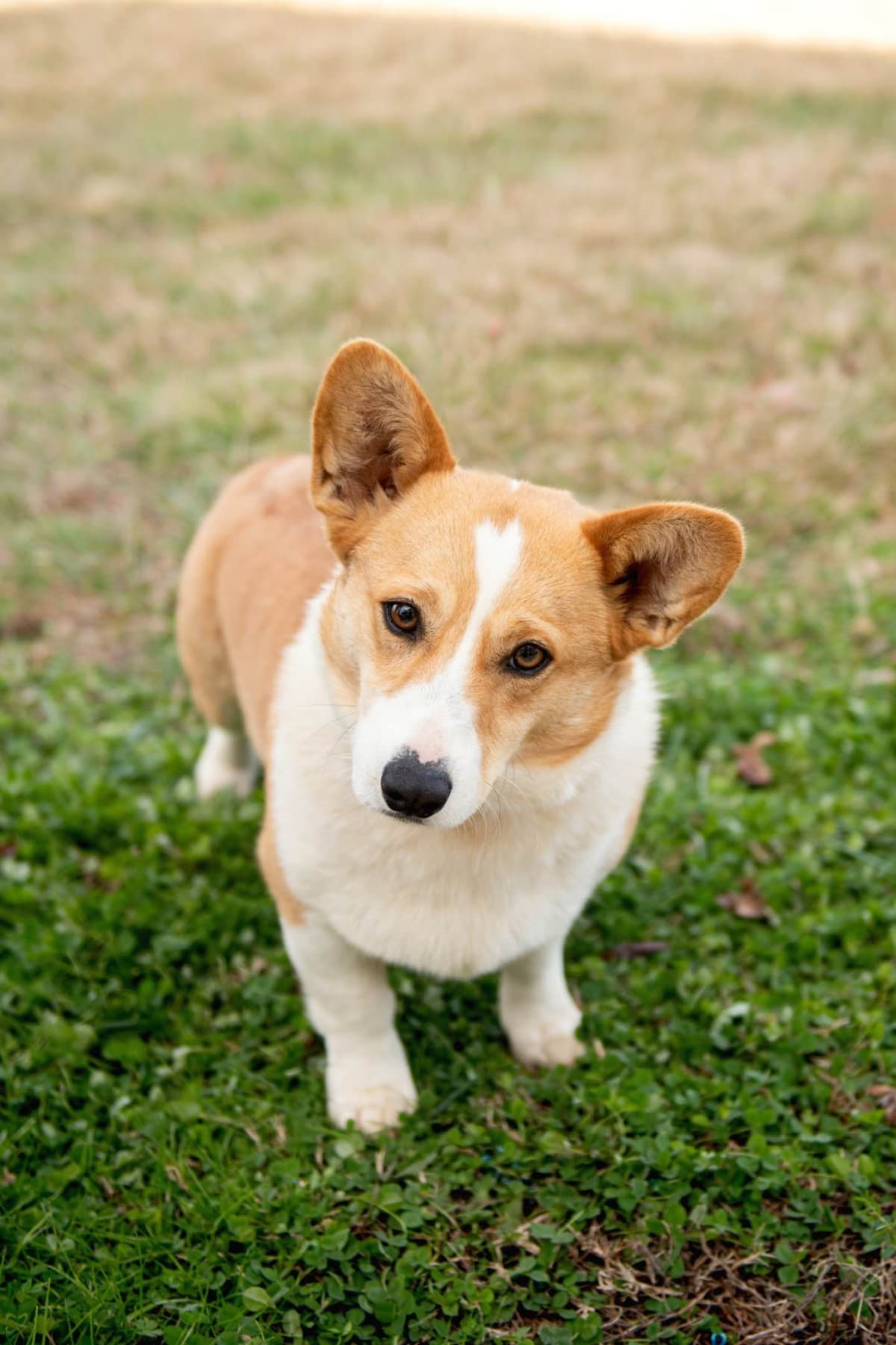 Pembroke Welsh Corgi Puppies breeder image 9