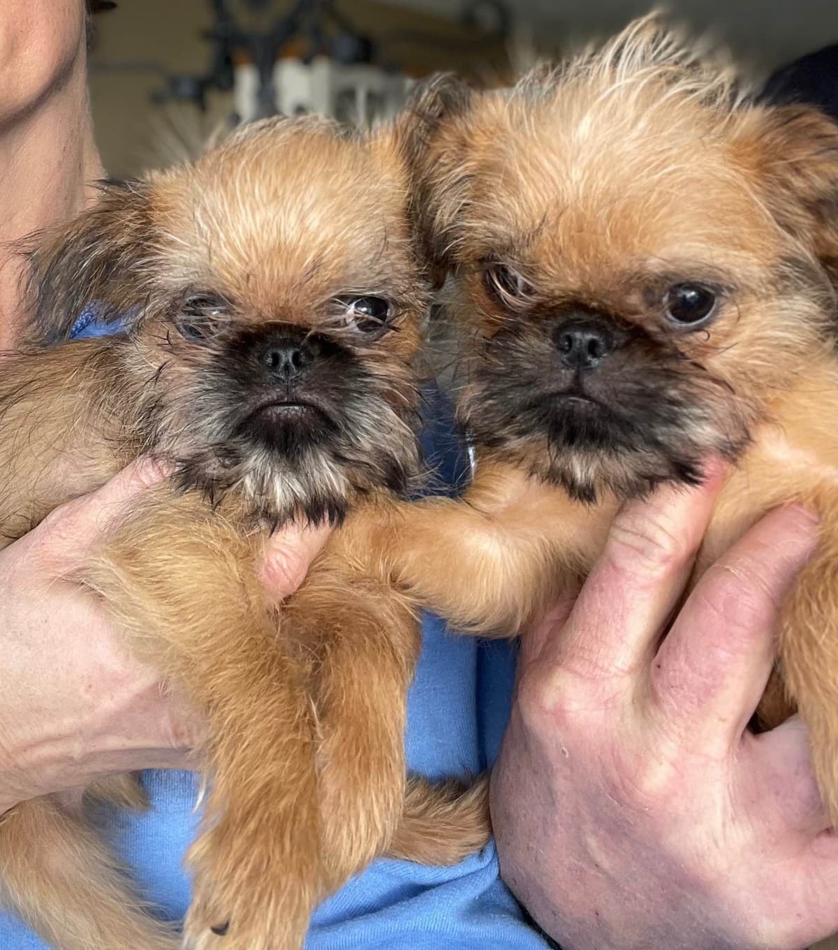 Brussels Griffon Puppies breeder image 2