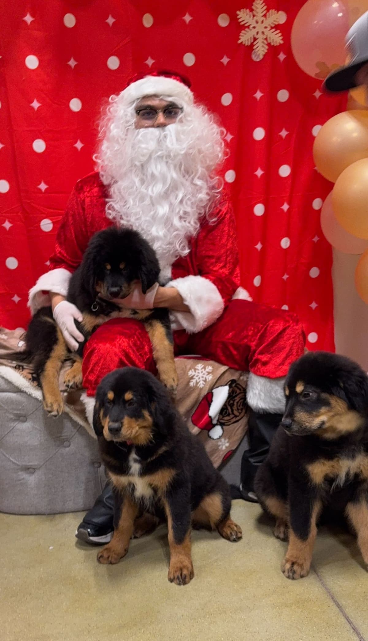 Tibetan Mastiff Puppies breeder image 3