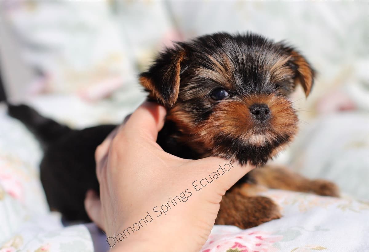 Yorkshire Terrier Puppies breeder image 17