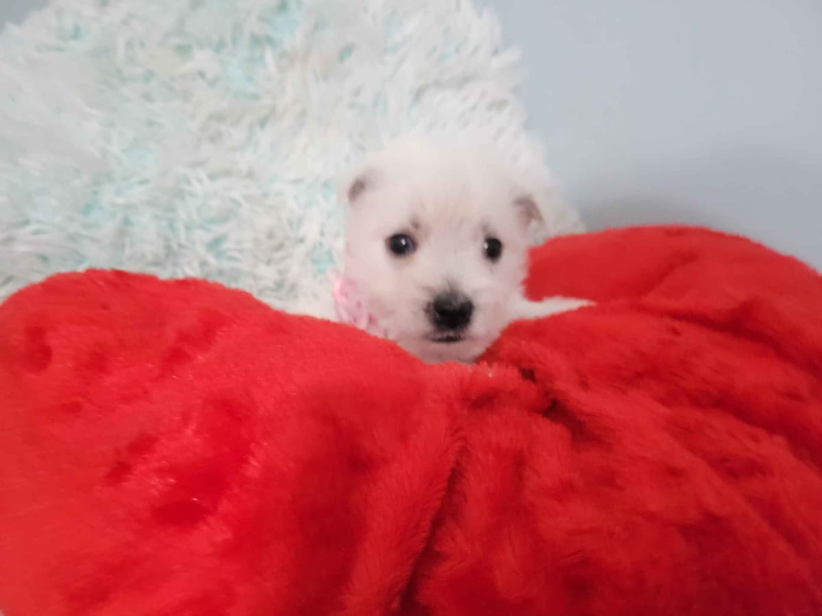West Highland White Terrier Puppies breeder image 6