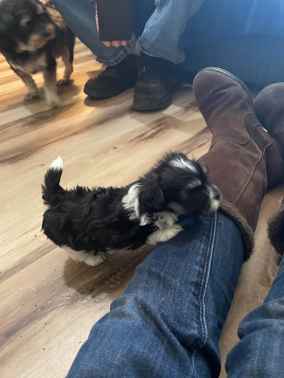 Havanese Puppies breeder image 3
