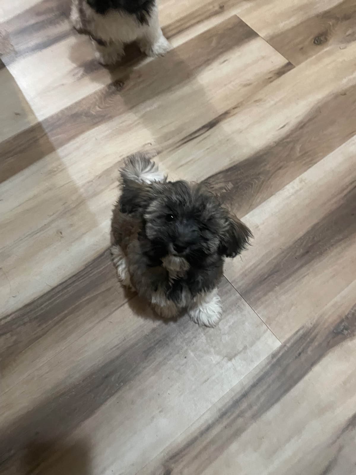 Havanese Puppies breeder image 27