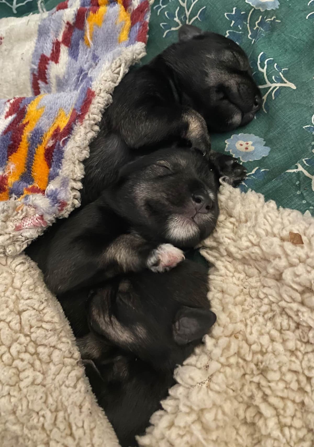Miniature Schnauzer Puppies breeder image 9