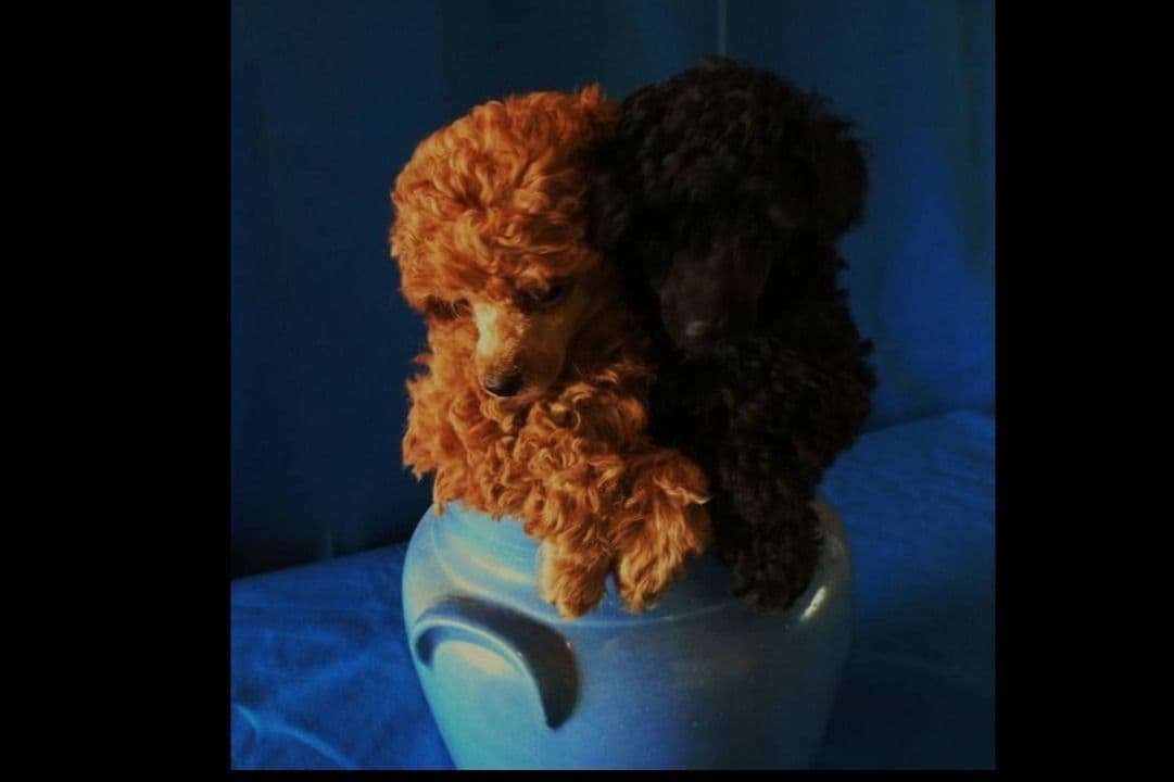 Red Toy Poodle Puppies breeder image 3