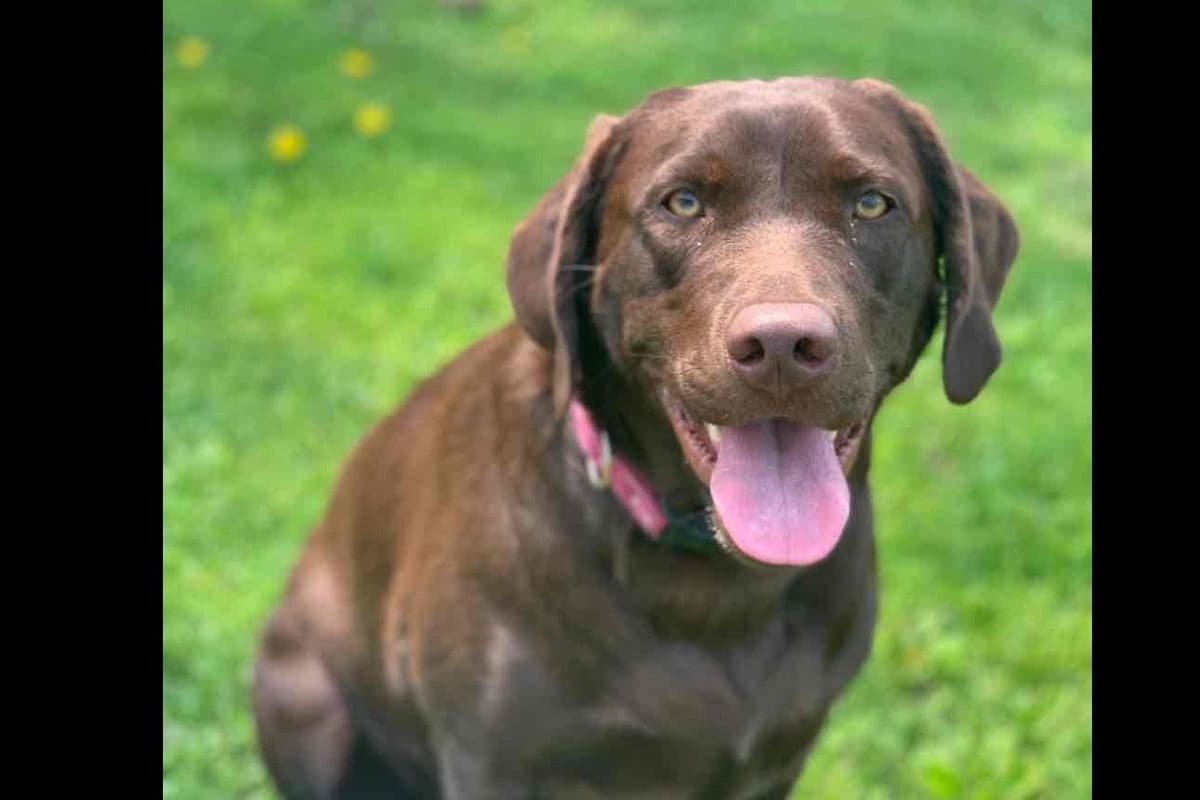 Labrador Retriever Puppies breeder image 1