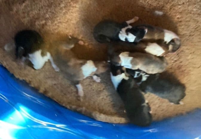 Collie Puppies breeder image 1