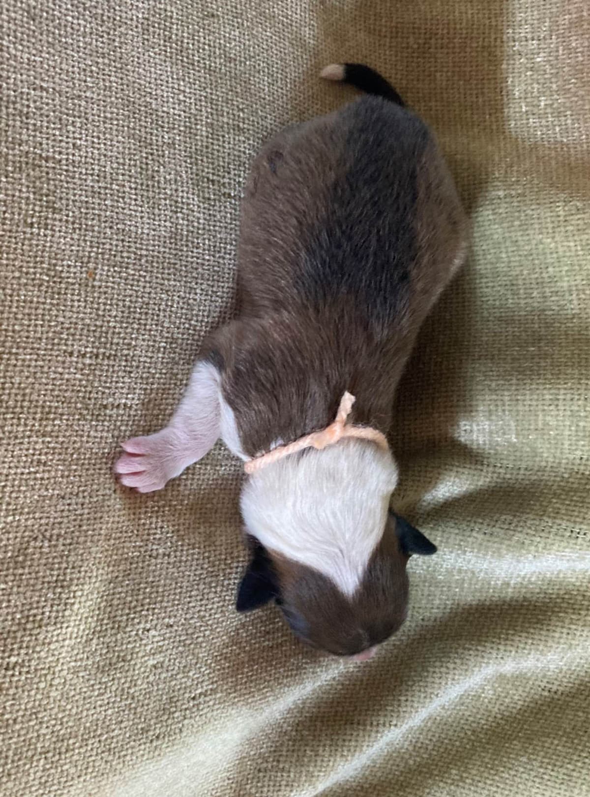 Collie Puppies breeder image 4