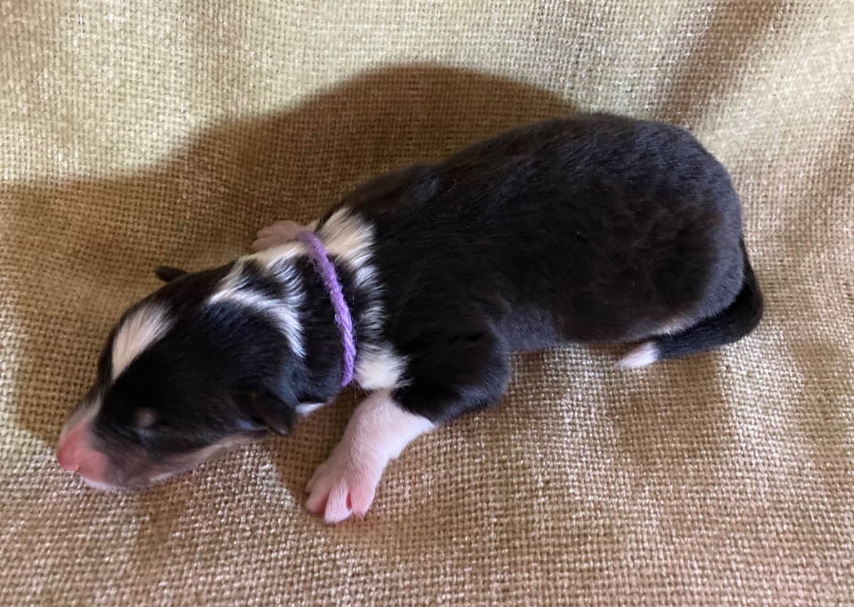Collie Puppies breeder image 10