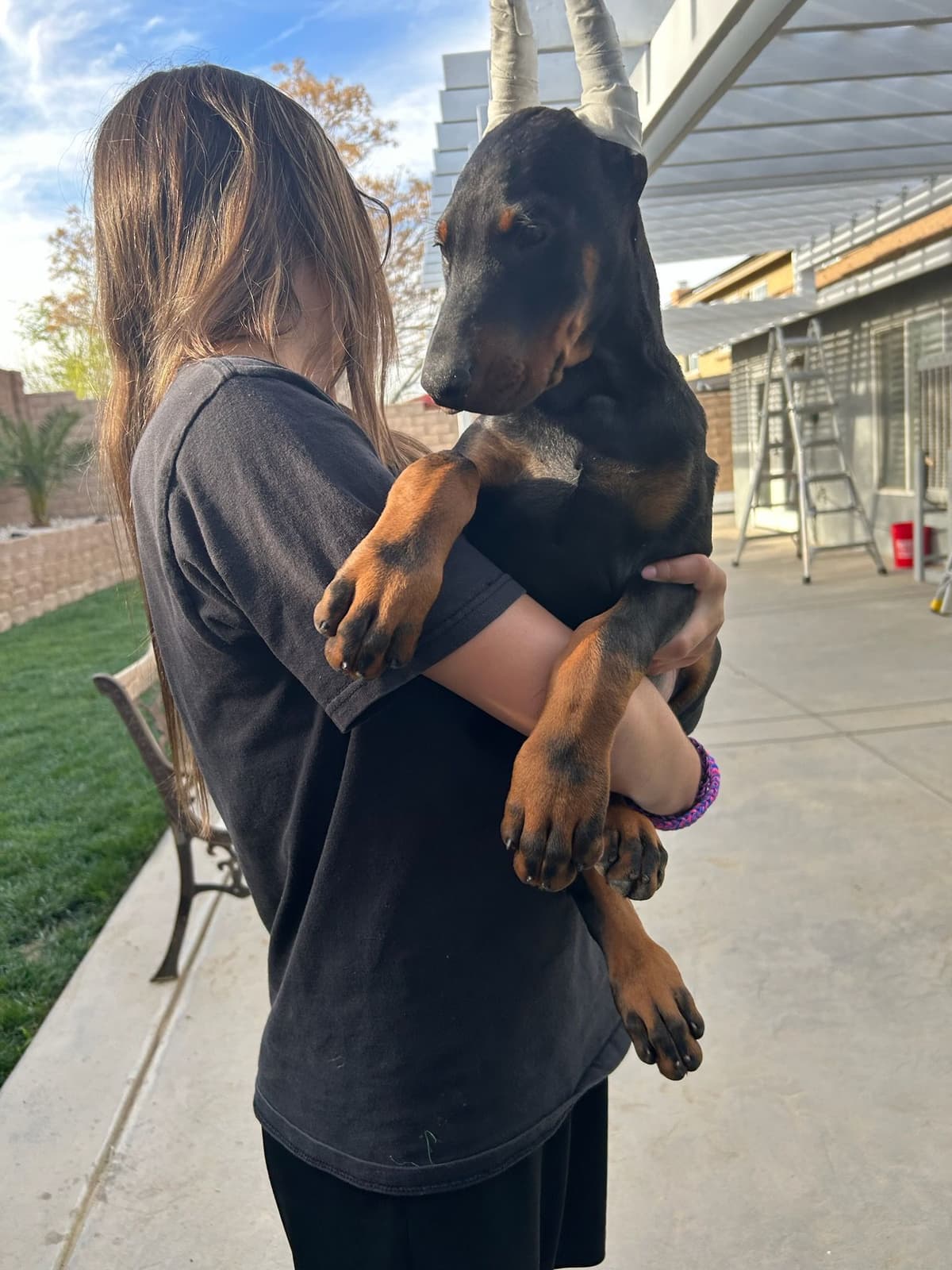 Doberman Pinscher Puppies breeder image 4