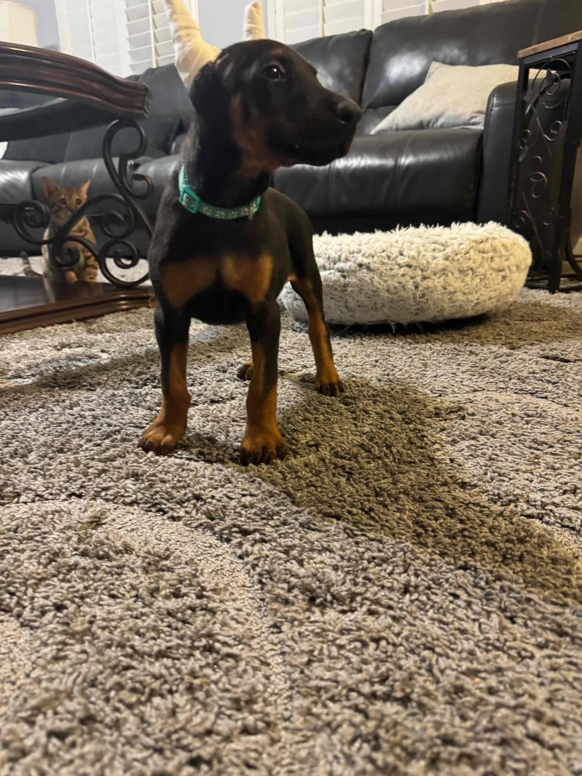 Doberman Pinscher Puppies breeder image 29
