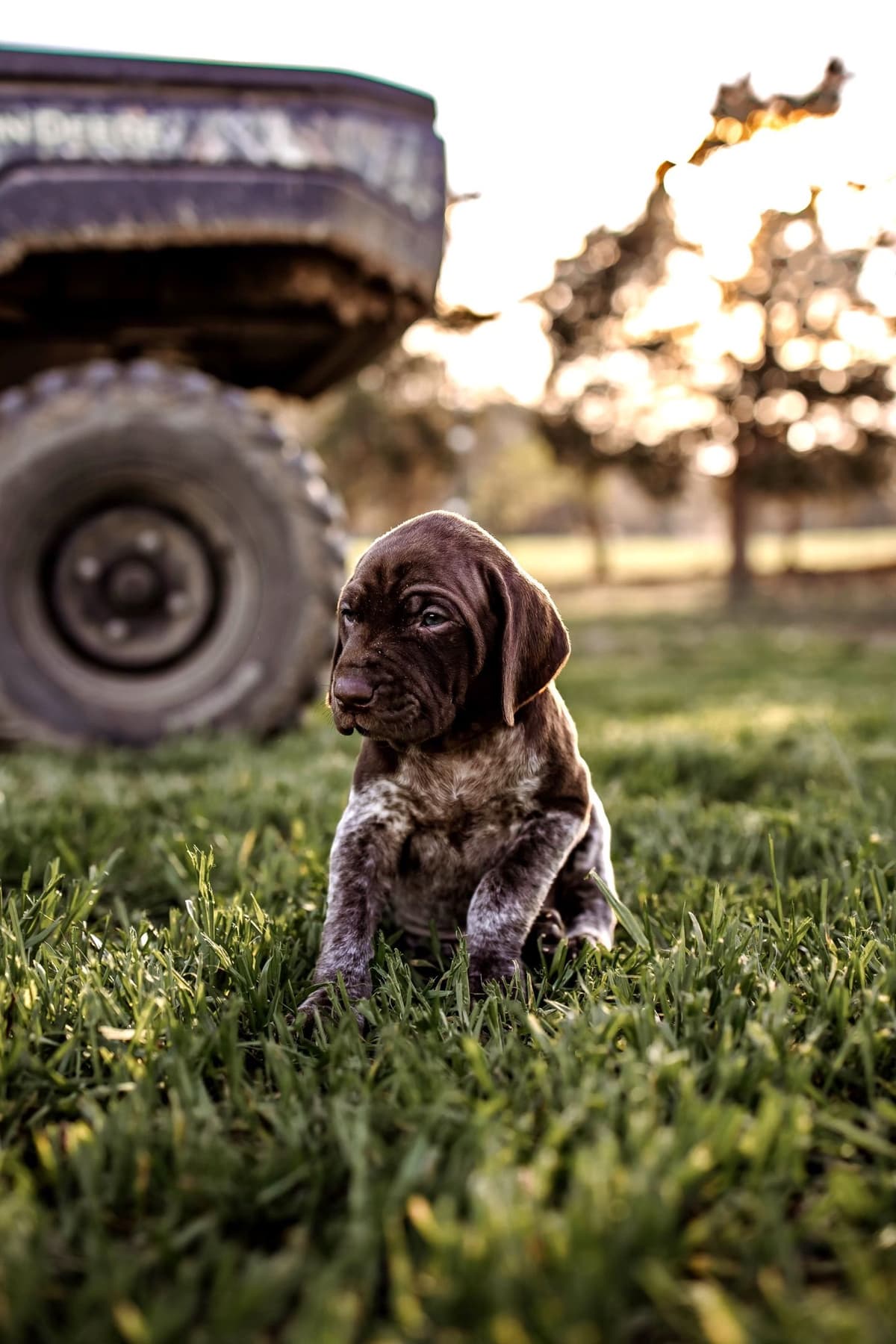 German Shorthaired Pointer Puppies - Farm Raised, Well Socialized breeder image 9