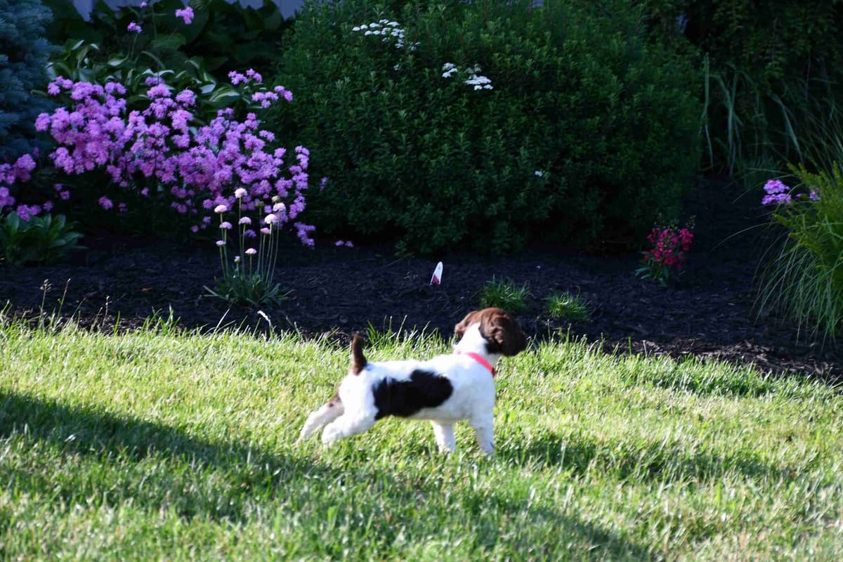 Brittany Puppies breeder image 18