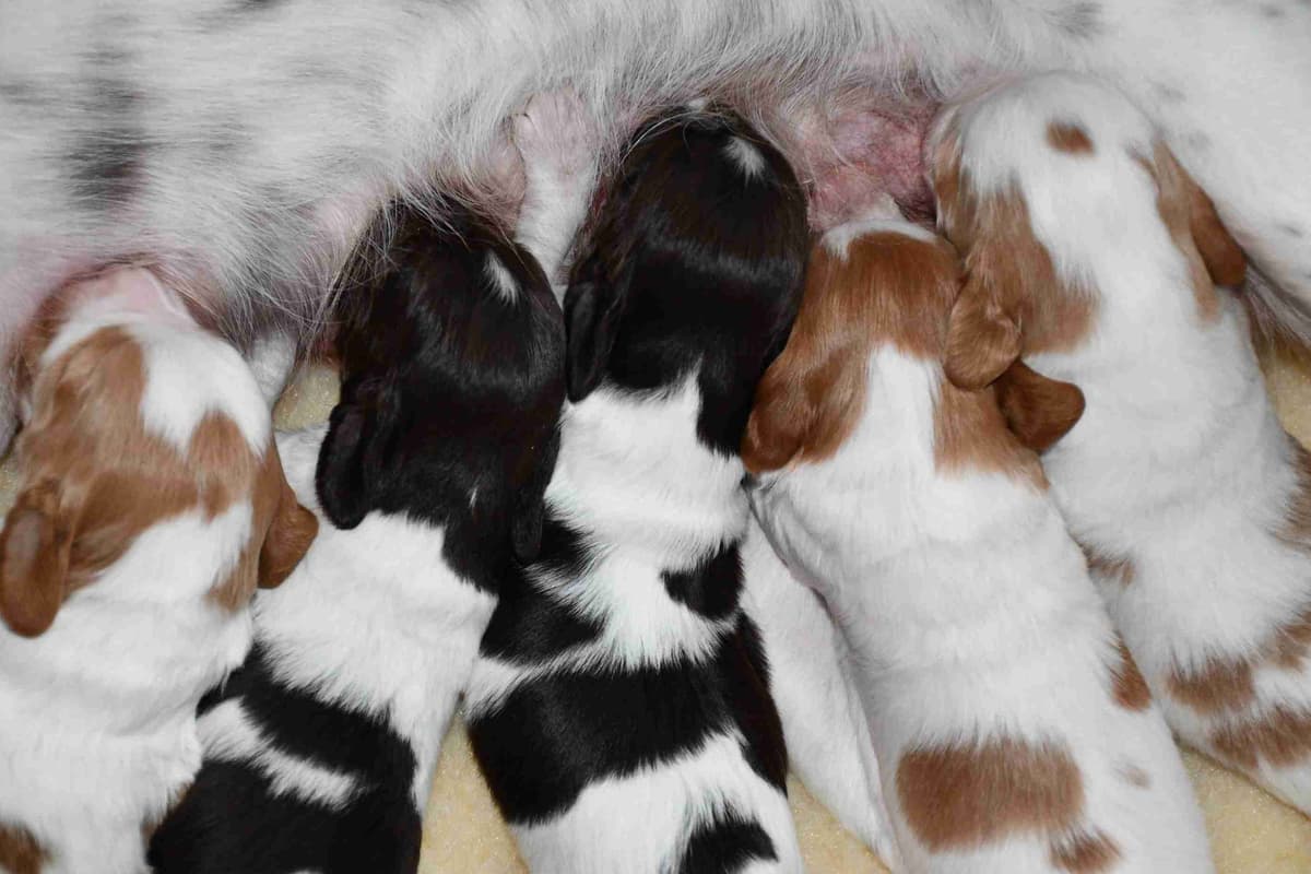 Brittany Puppies breeder image 27