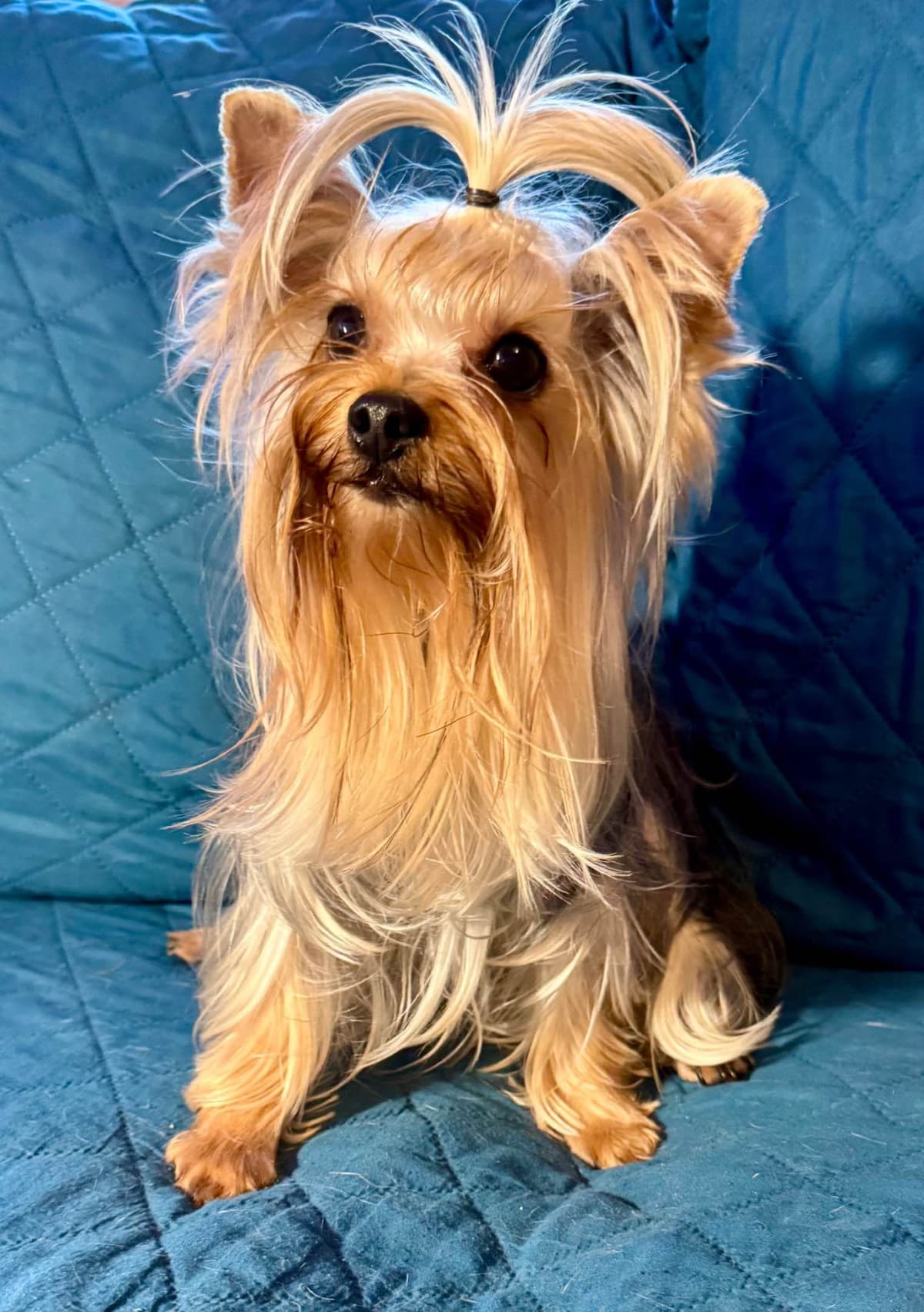 Yorkshire Terrier Puppies breeder image 4